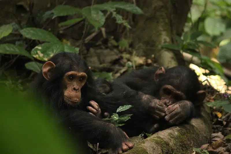 New Study Shows Chimps are Rational Thinkers