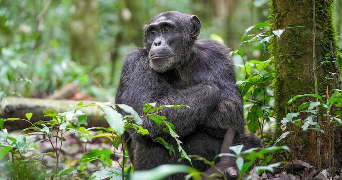 Research Shows Chimps Can Revise Their Choices Based on Evidence Like Humans Do