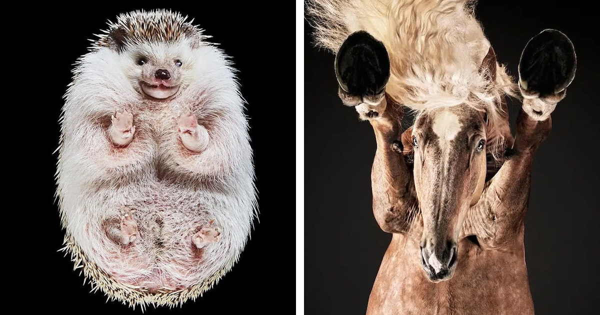 Photographer Shares Why His Animal Portraits Are Shot From Bottom Up [Interview]