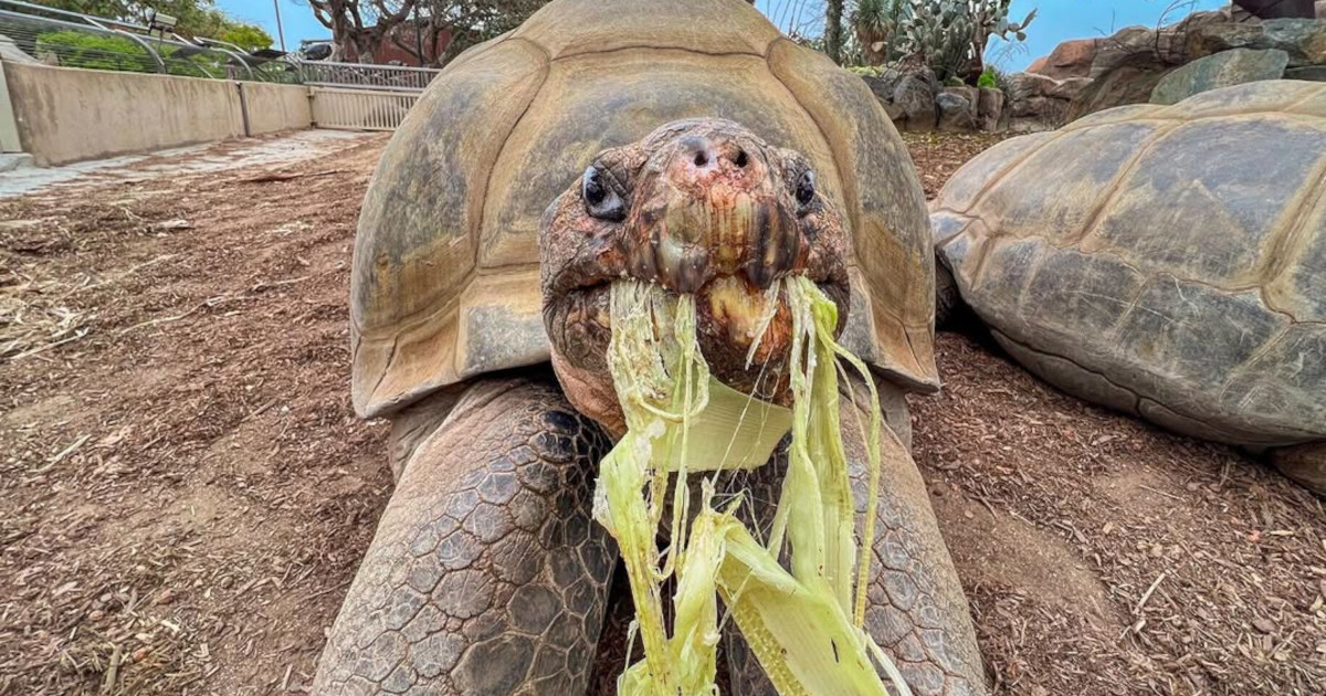 Gramma the Galapagos Tortoise, Oldest Resident of the San Diego Zoo, Dies at 141