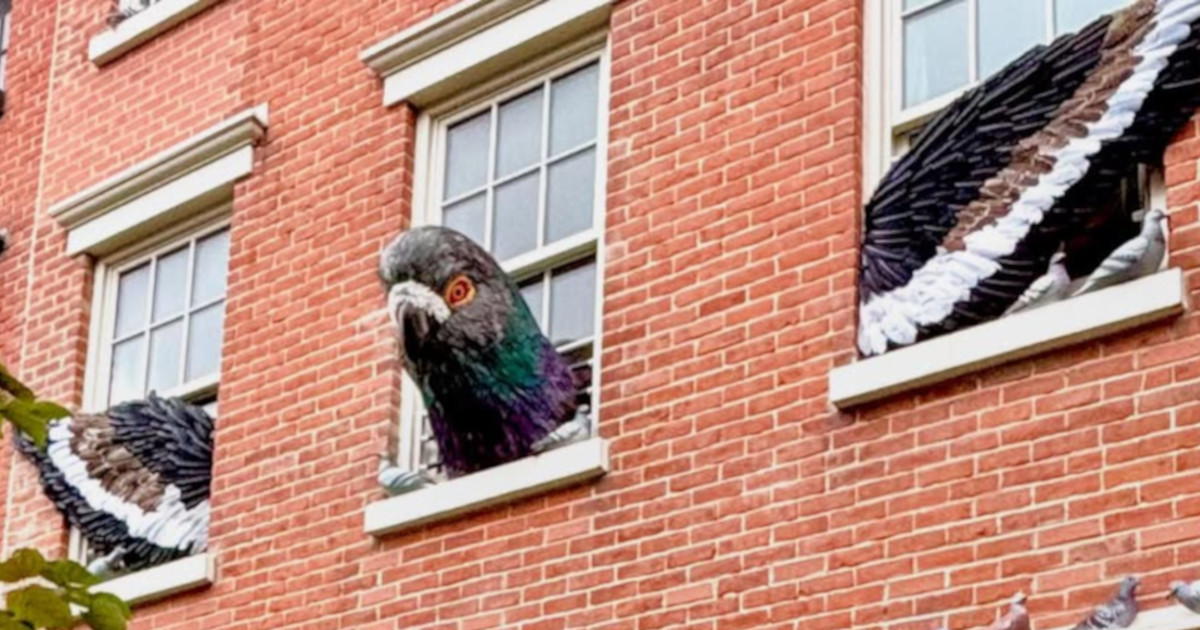 Massive Pigeon Takes Over the Windows of a New York City Townhouse