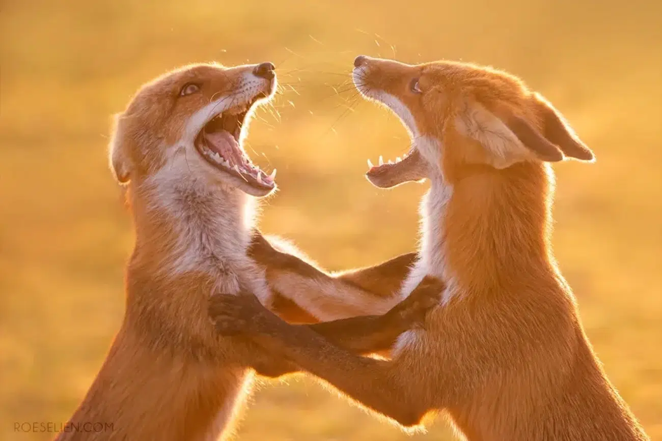 Fox Photography by Roeselien Raimond