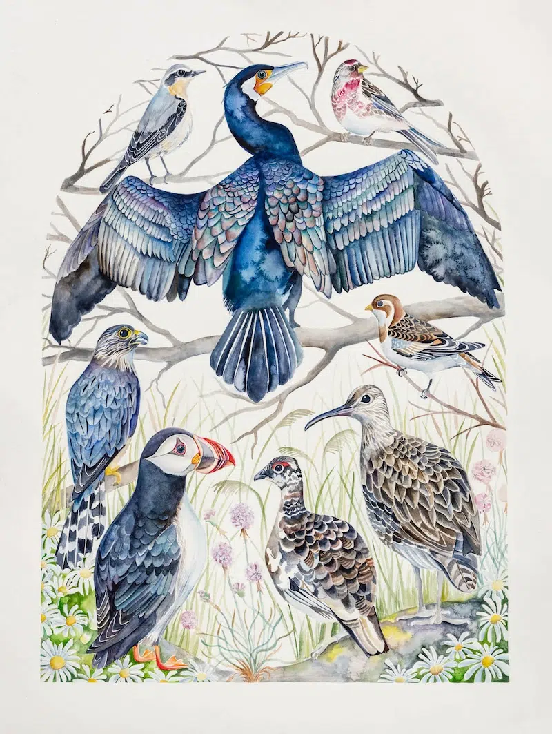 The Illuminated Book of Birds by Robin Crofut-Brittingham