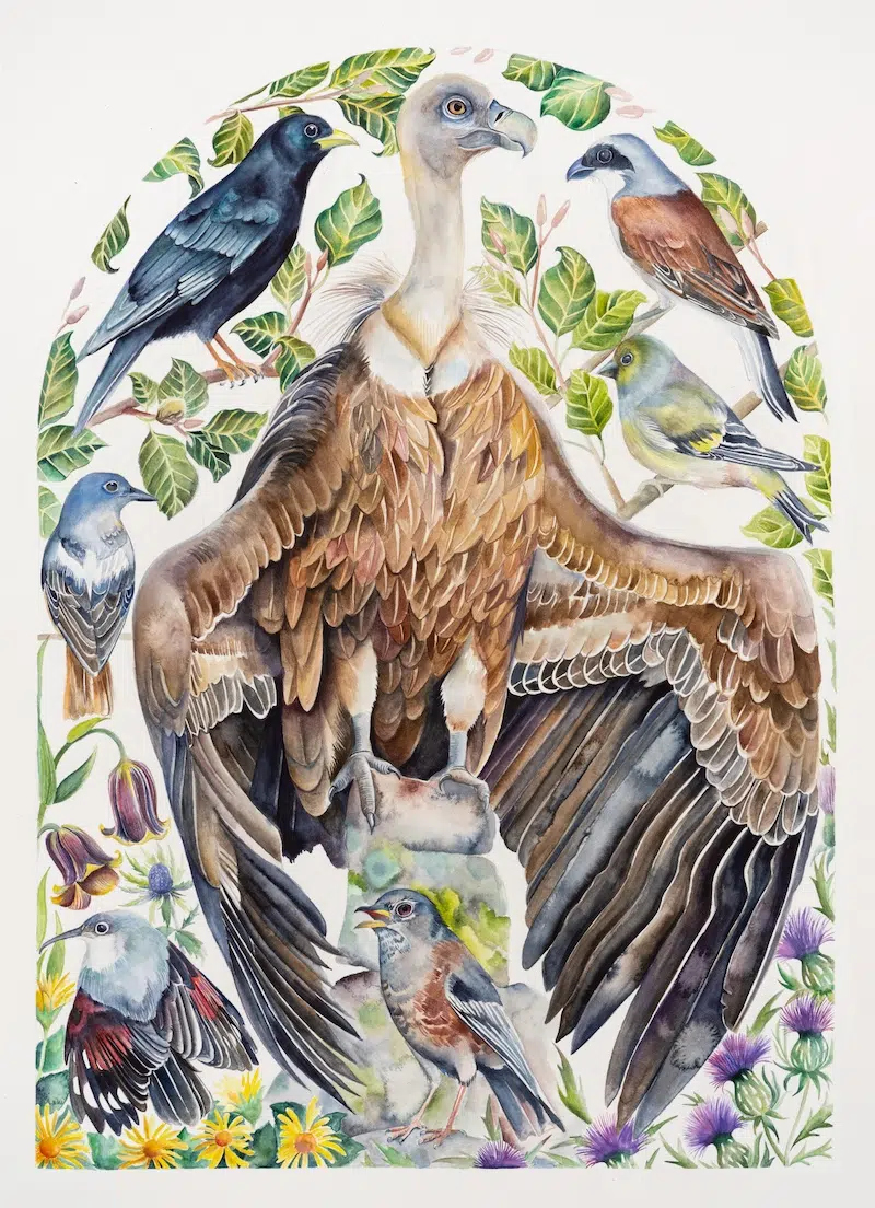 The Illuminated Book of Birds by Robin Crofut-Brittingham