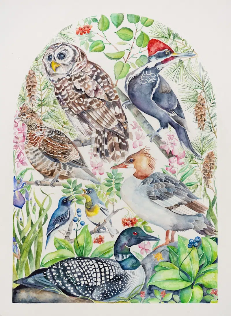 The Illuminated Book of Birds by Robin Crofut-Brittingham