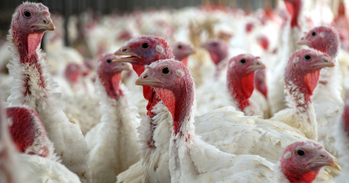 Many Turkeys Were ‘Adopted’ Instead of Eaten This Past Thanksgiving