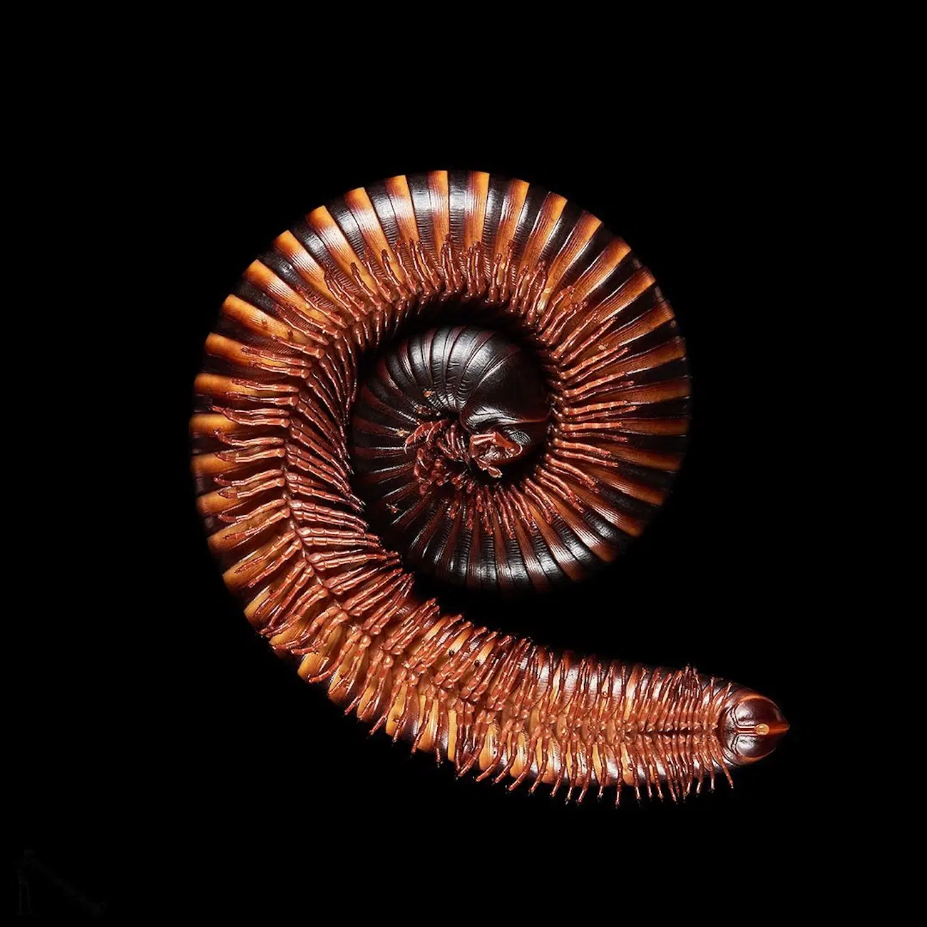 Underlook Project by Photographer Andrius Burbus