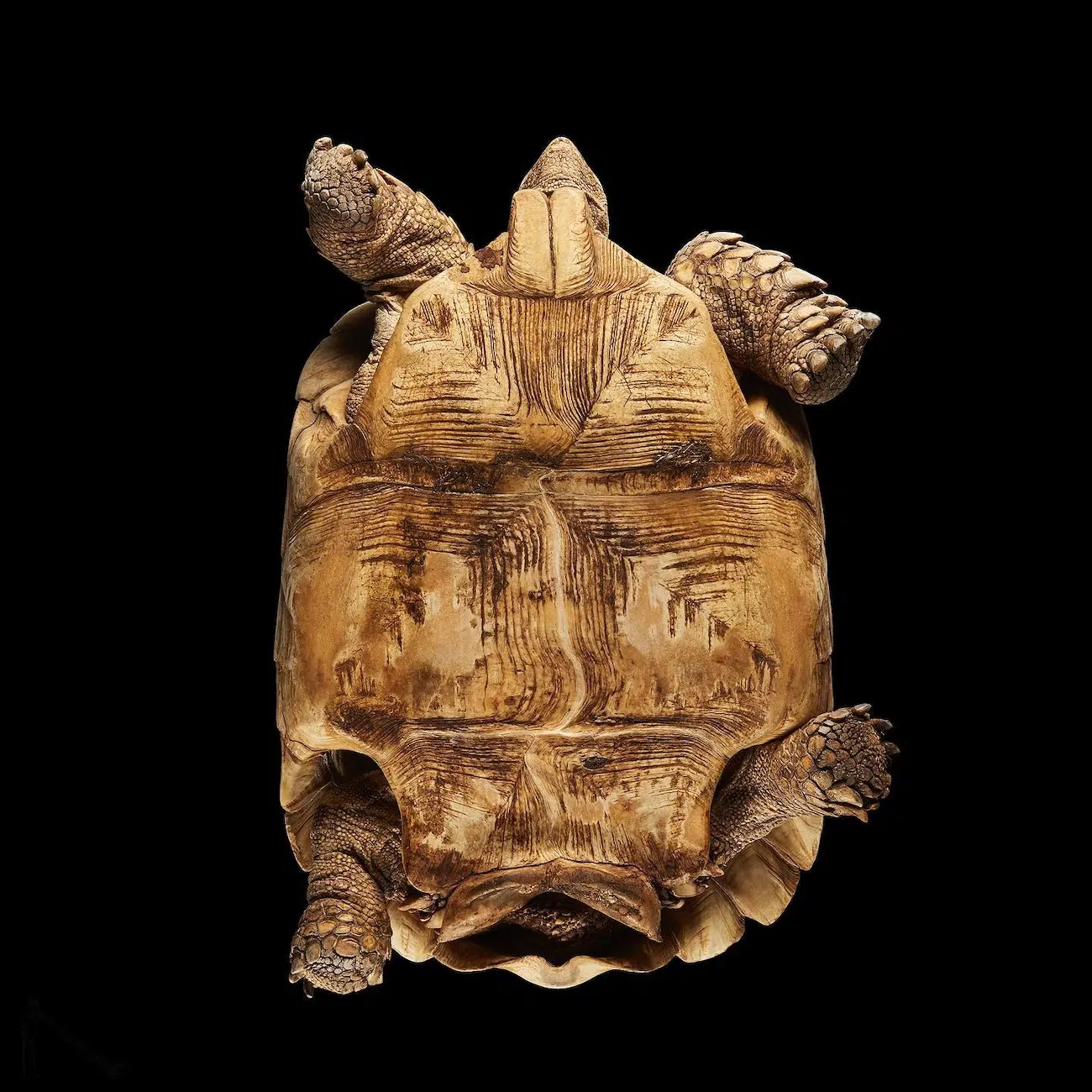 Underlook Project by Photographer Andrius Burbus