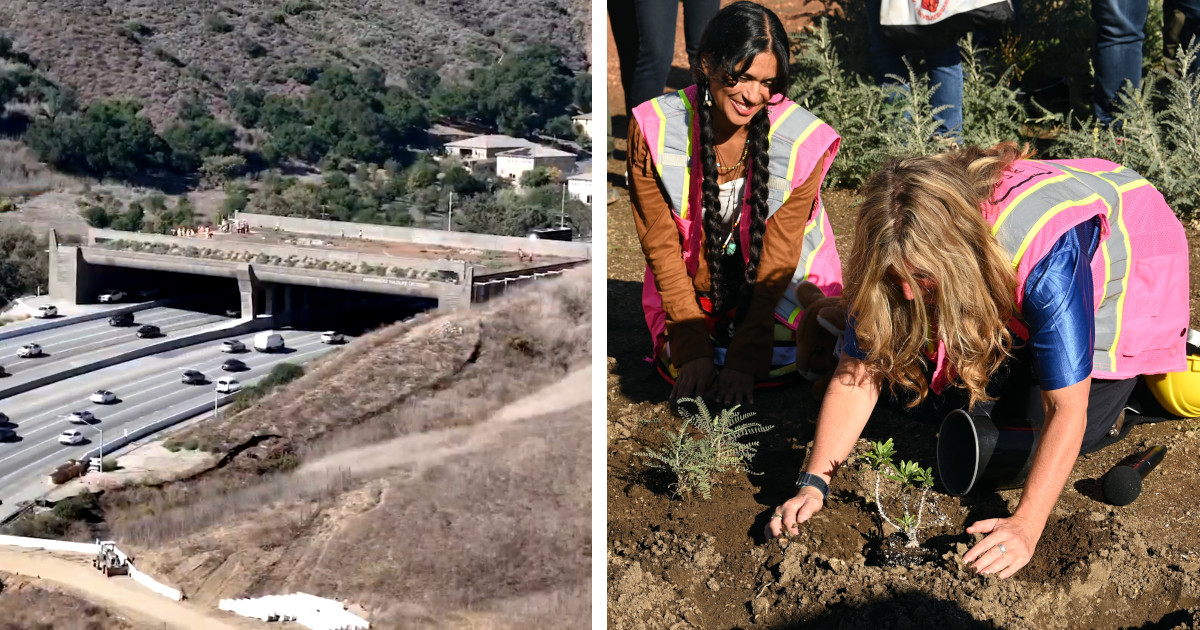 First Native Plants Arrive at Upcoming World’s Largest Wildlife Crossing in Los Angeles