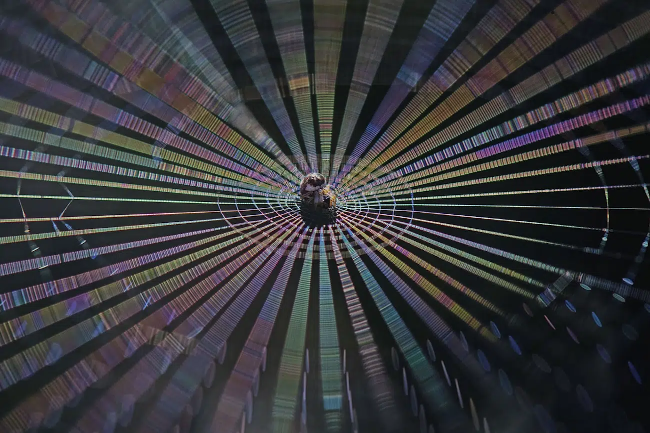 Spider on Web by Mike Friel