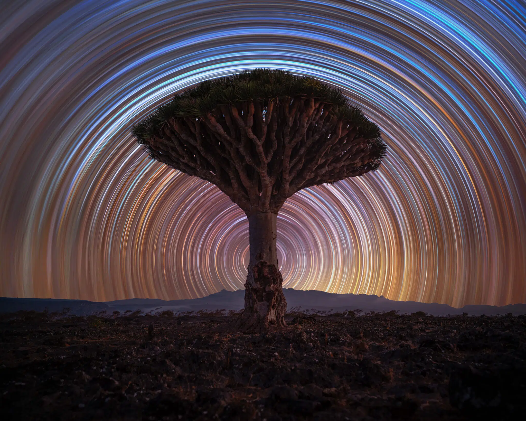 A solitary dragon tree stands tall in the heart of Socotra’s Dragon Blood Tree forest in Yemen. This final image is composed of 300 individual exposures. 