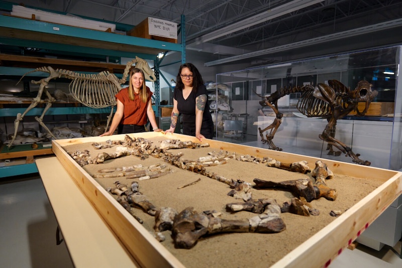 Marisa Gilbert (left) and Dr. Danielle Fraser with the fossil of Epiaceratherium itjilik in the collections of the Canadian Museum of Nature.