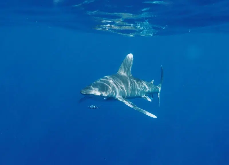 Oceanic whitetip