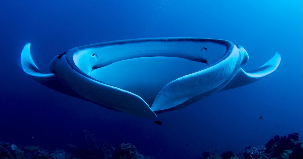 185 Countries Agree To Protect 70 Species of Endangered Sharks and Rays