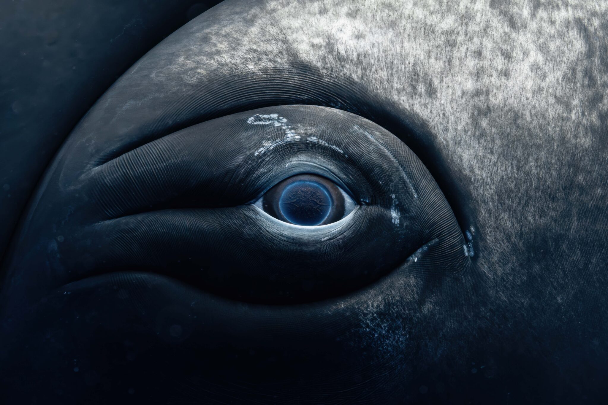 A close-up of a humpback whale’s eye taken in Mo'orea, French Polynesia