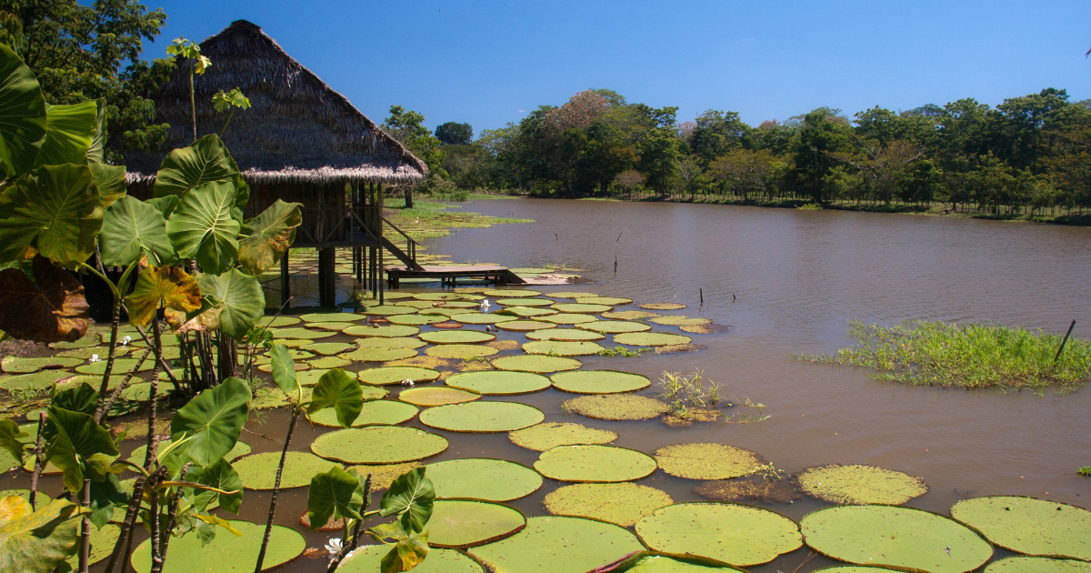 Colombia Bans All New Oil and Mining Projects in Its Portion of the Amazon Rainforest