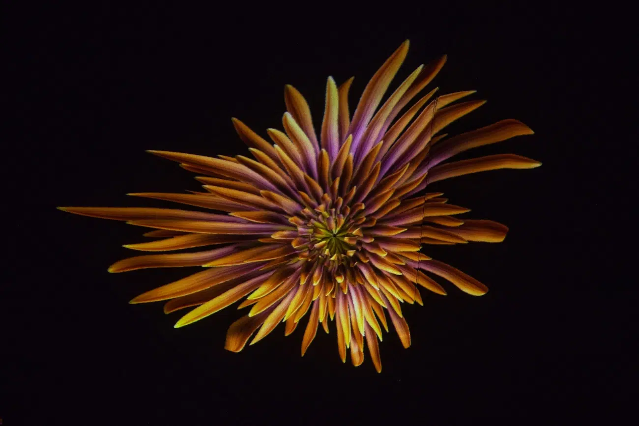 “Unfold” by DRIFT