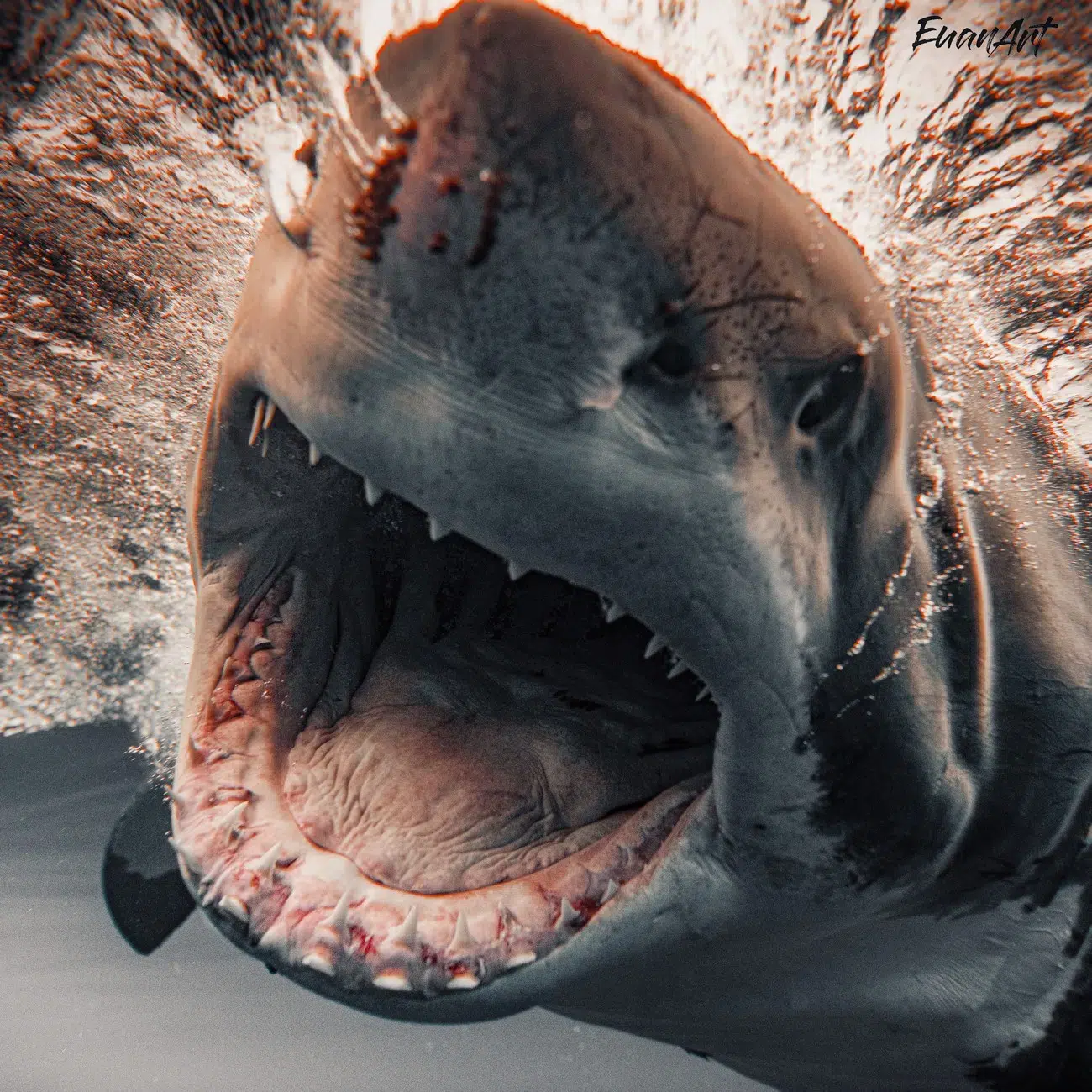 Great white shark by Euan Rannachan