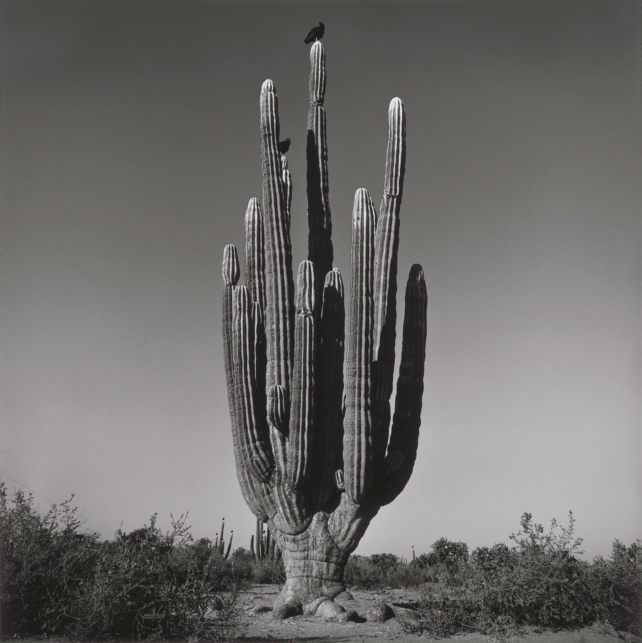 “Sahuaro (1), desierto de Sonora, México,” 1979. (Collection Fundación MAPFRE)