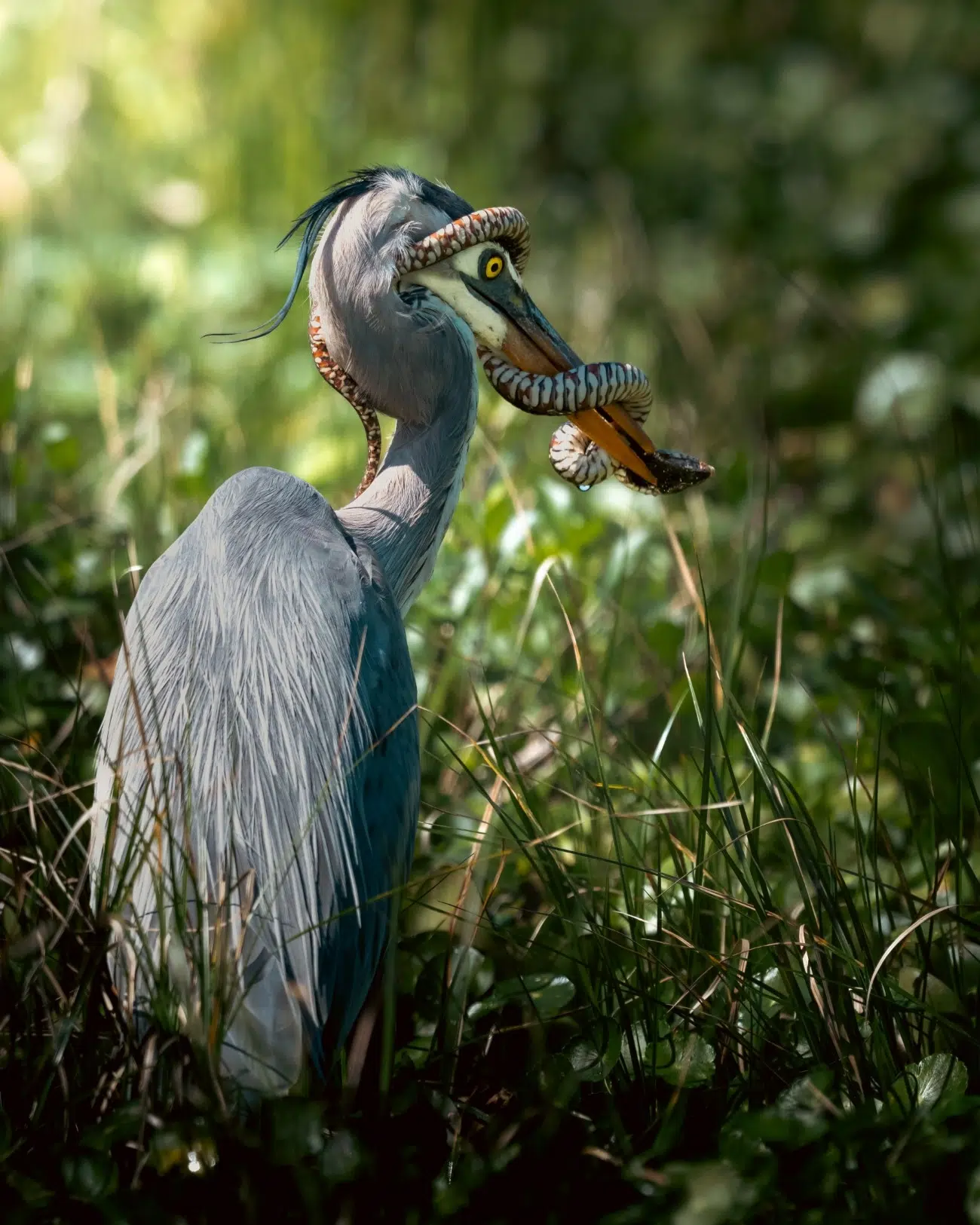Heron Fighting a Snake