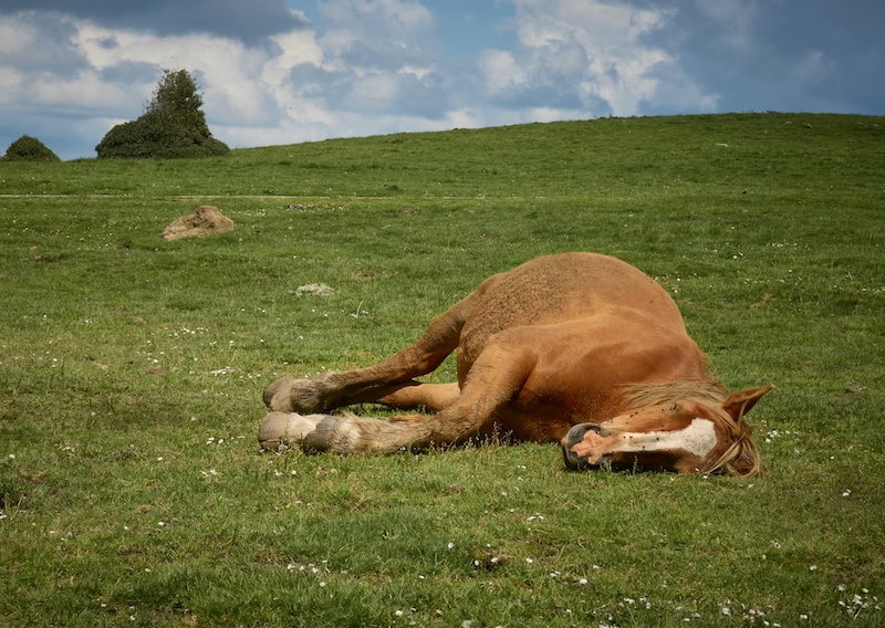 Horse Fainting Trick