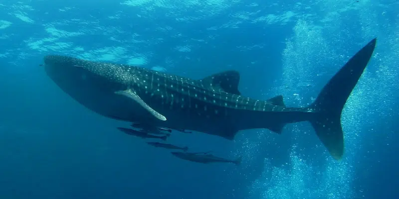 Whale shark in the Andaman Sea
