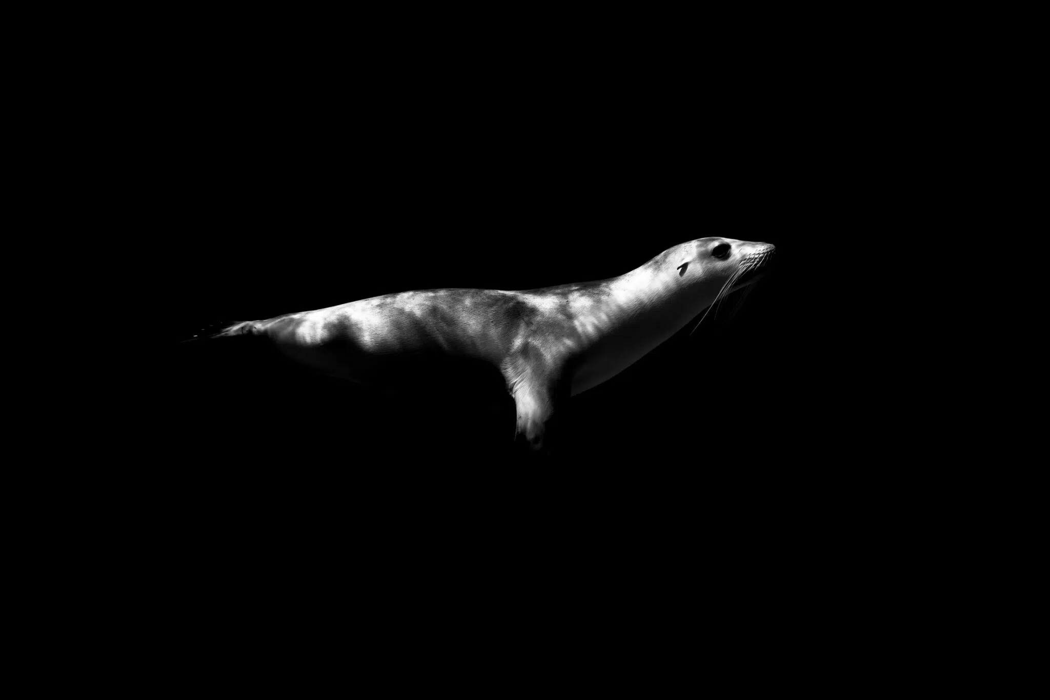 Black-and-white photograph of underwater wildlife by Matt Draper, as part of his “Within One Breath” exhibition
