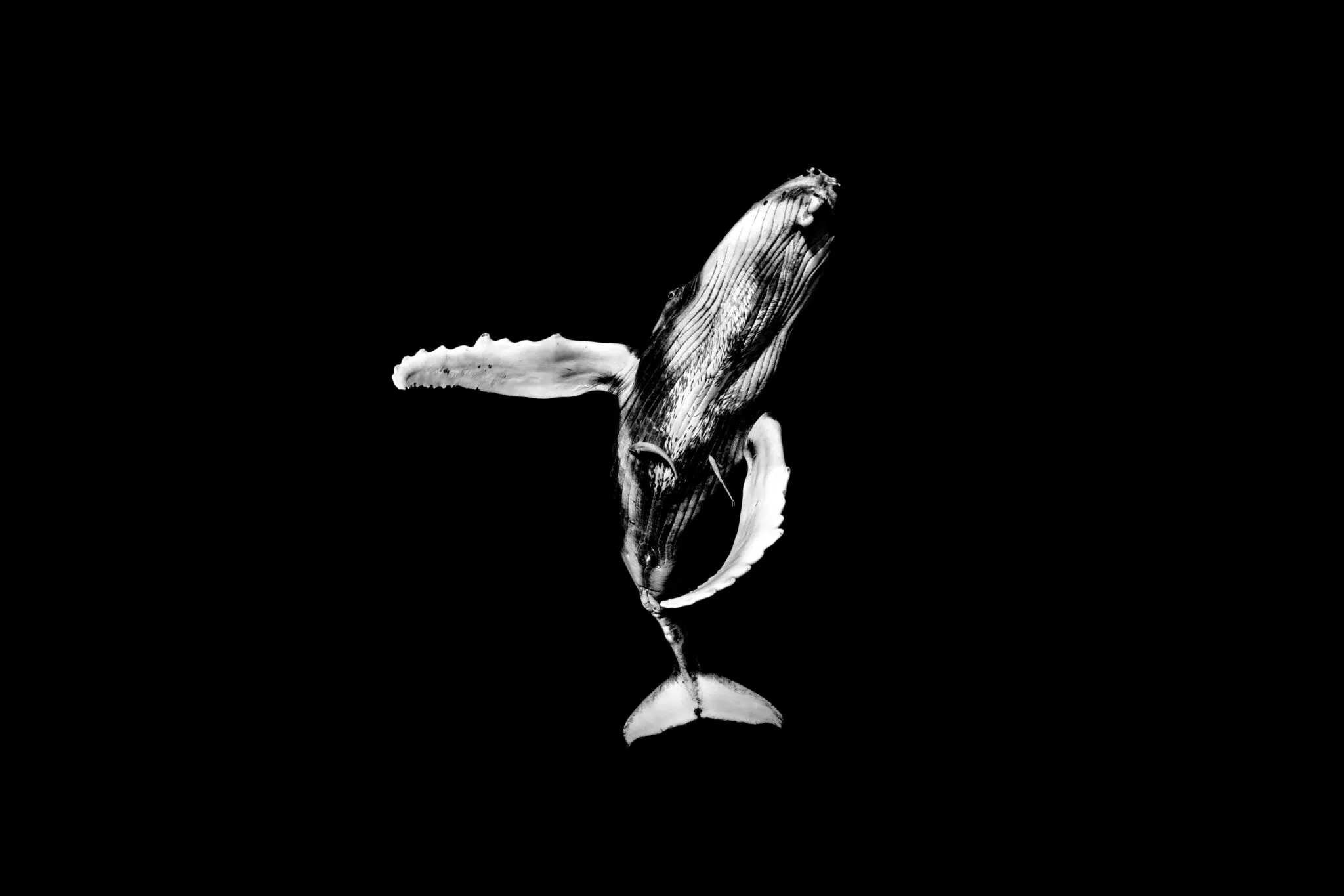 Black-and-white photograph of underwater wildlife by Matt Draper, as part of his “Within One Breath” exhibition