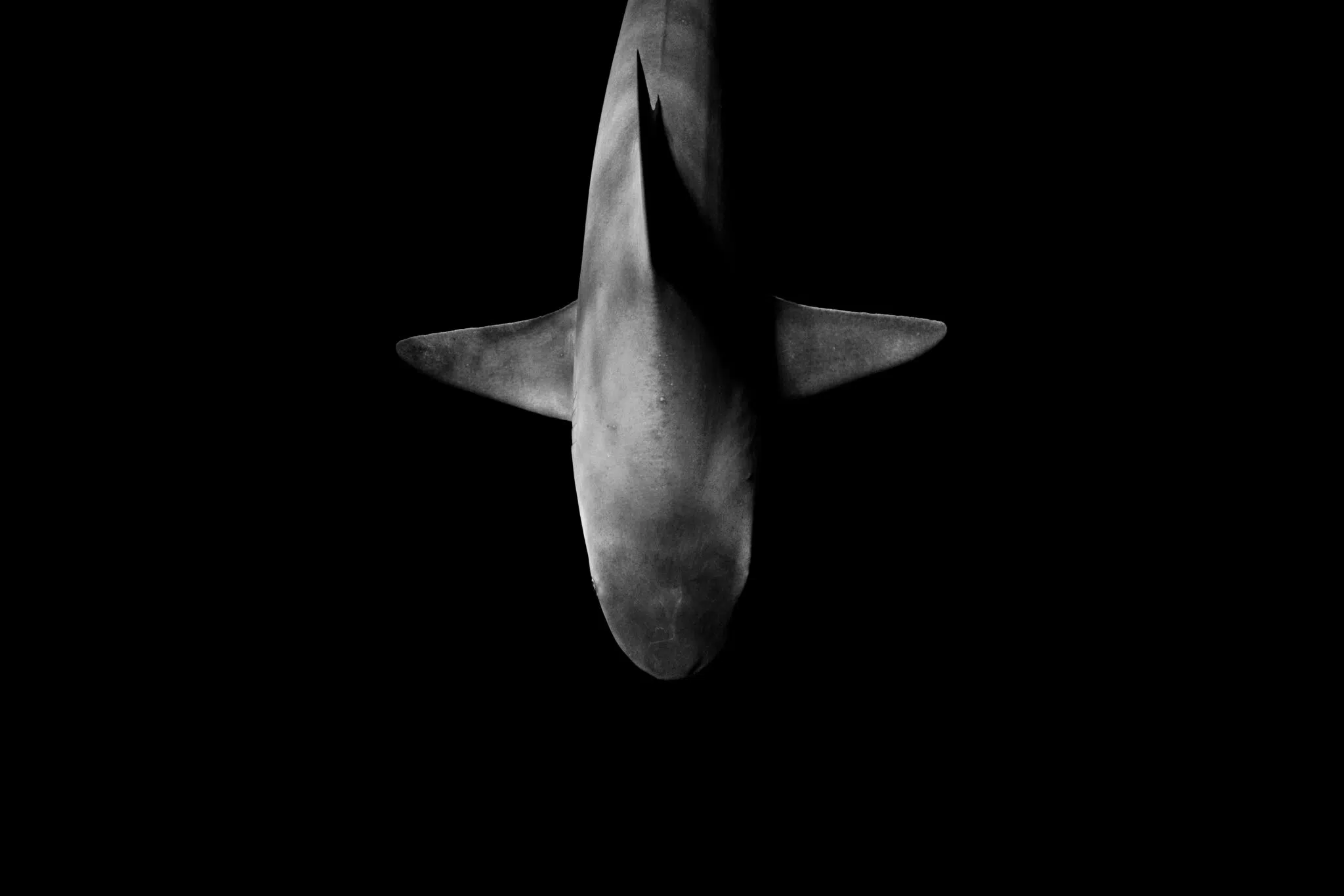 Black-and-white photograph of underwater wildlife by Matt Draper, as part of his “Within One Breath” exhibition