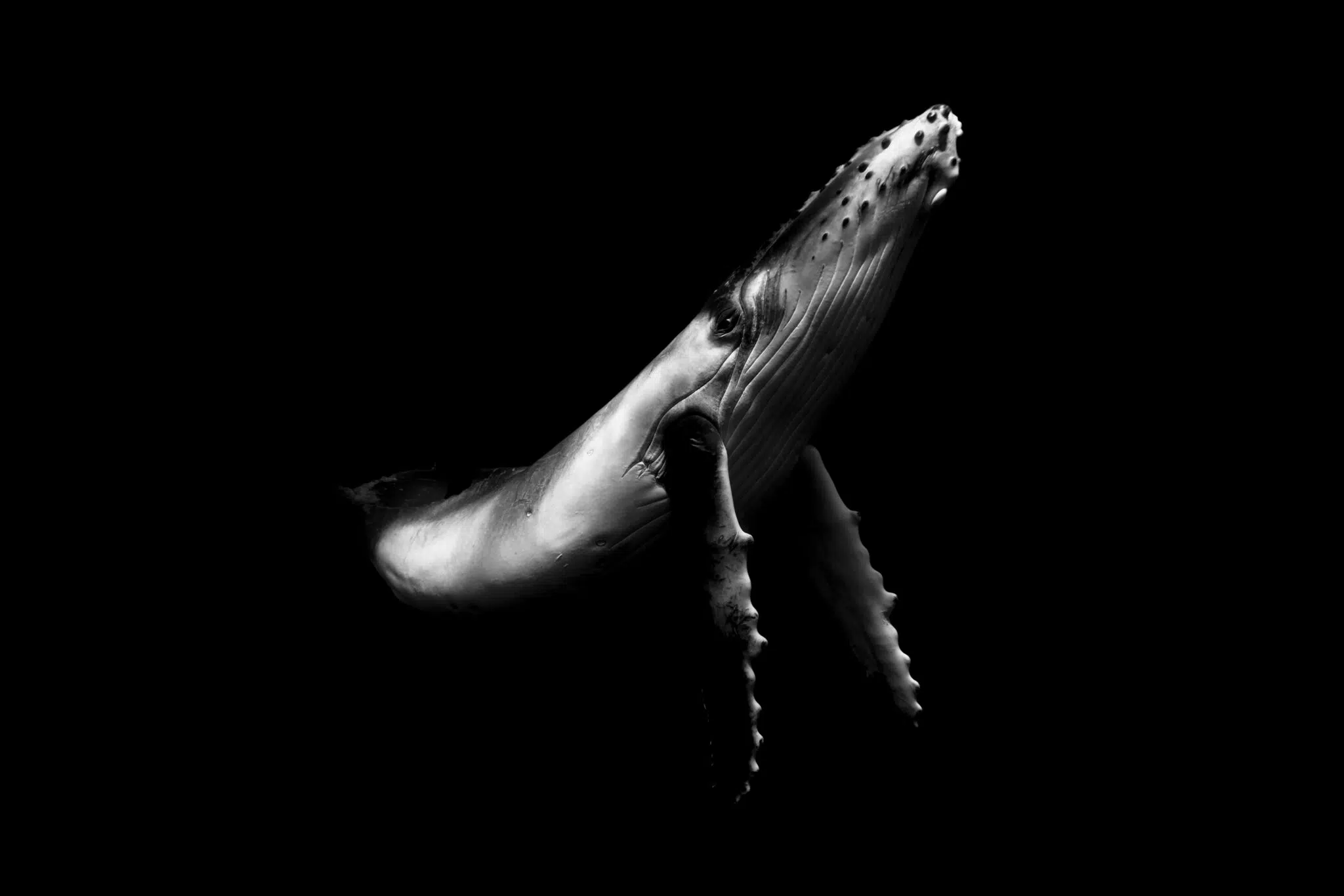 Black-and-white photograph of underwater wildlife by Matt Draper, as part of his “Within One Breath” exhibition