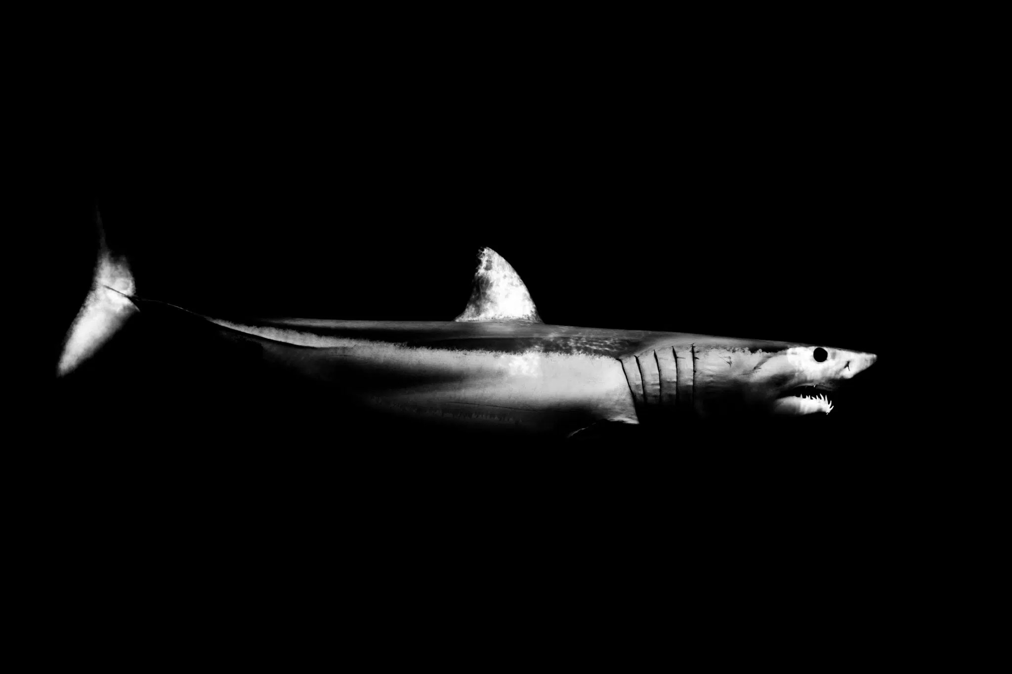 Black-and-white photograph of underwater wildlife by Matt Draper, as part of his “Within One Breath” exhibition