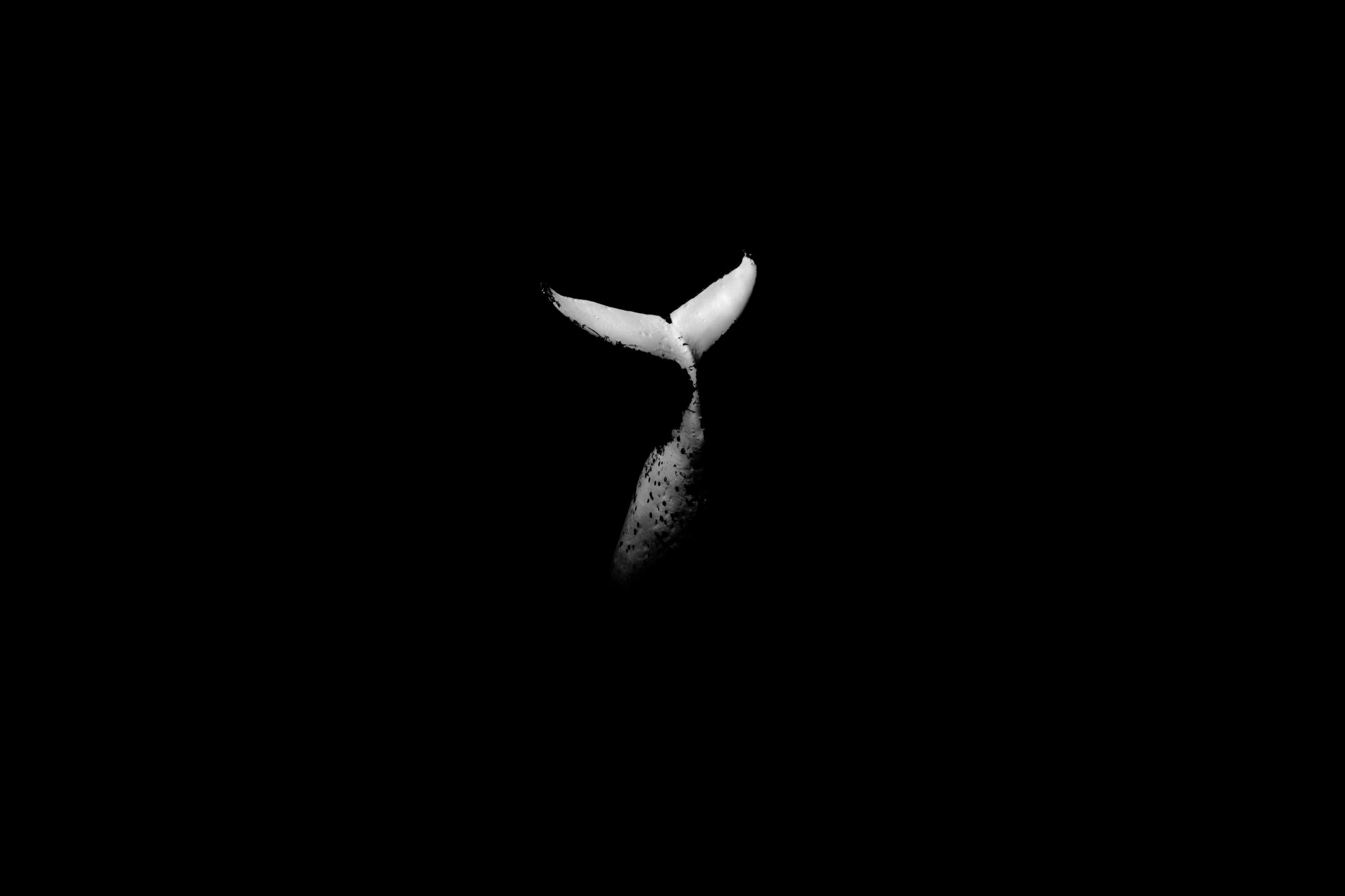 Black-and-white photograph of underwater wildlife by Matt Draper, as part of his “Within One Breath” exhibition
