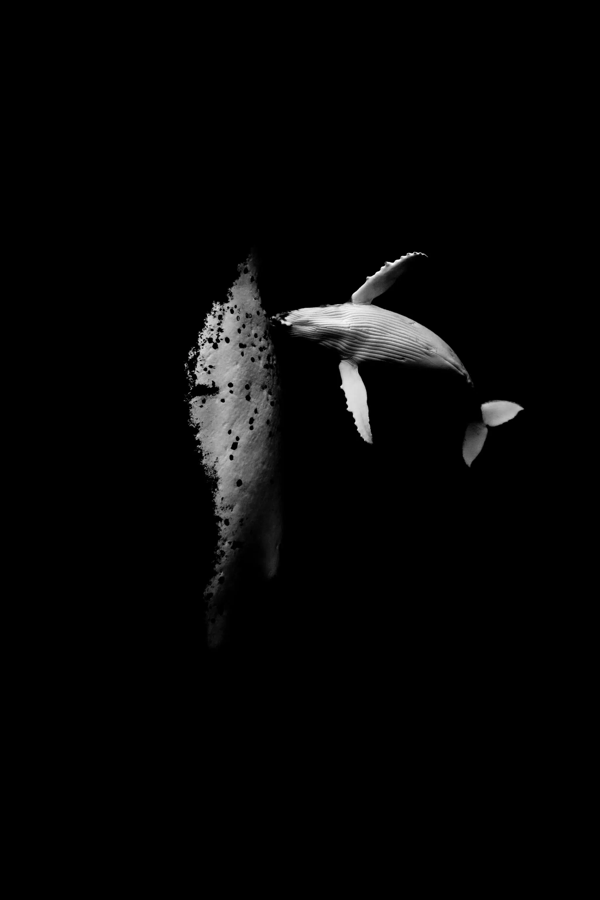 Black-and-white photograph of underwater wildlife by Matt Draper, as part of his “Within One Breath” exhibition