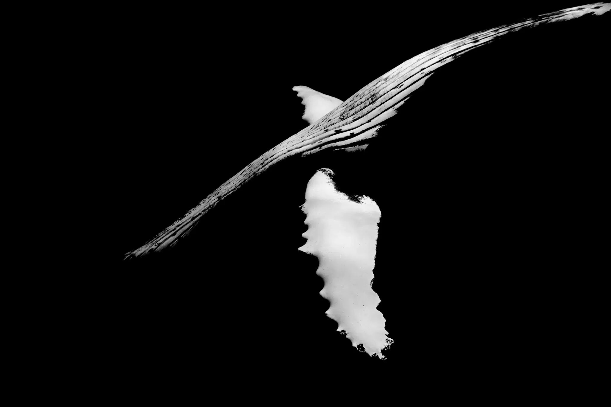 Black-and-white photograph of underwater wildlife by Matt Draper, as part of his “Within One Breath” exhibition