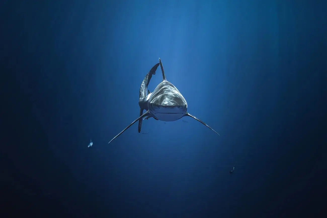 Oceanic Whitetip/Parata