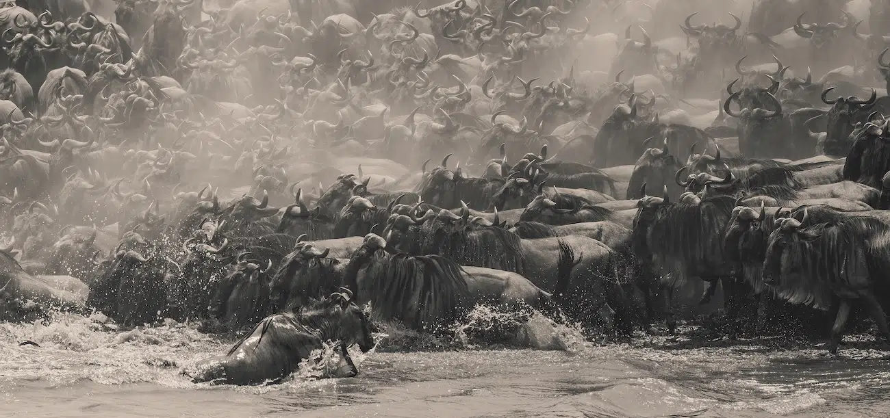 "Wildebeest Migration"