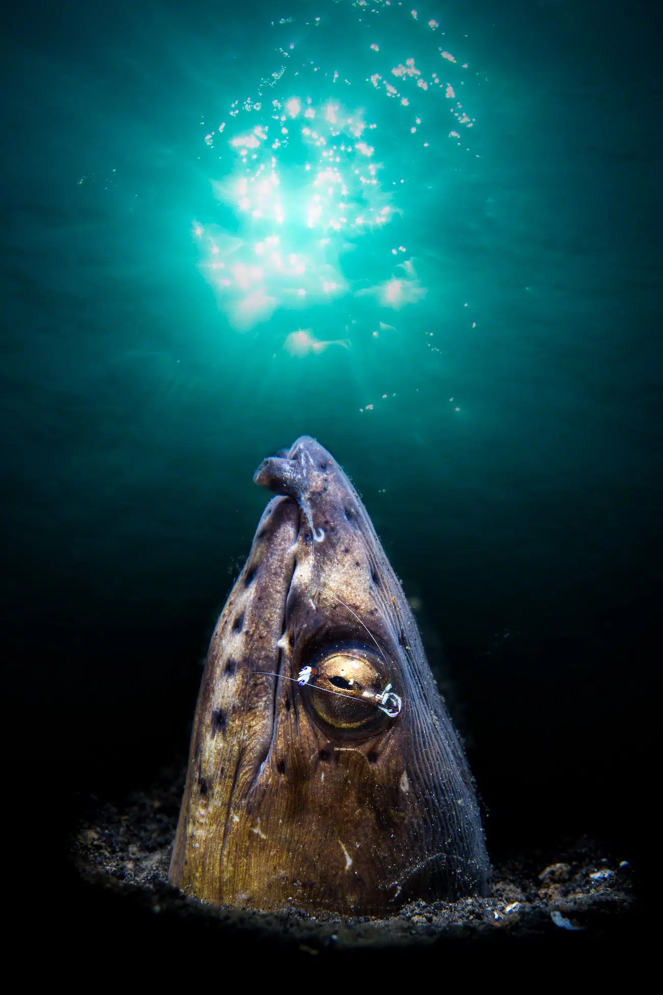 Underwater Photography