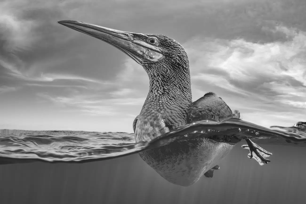 Underwater Photography