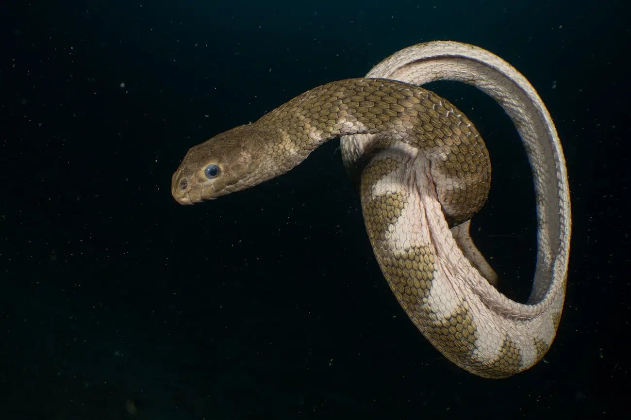 Underwater Photography