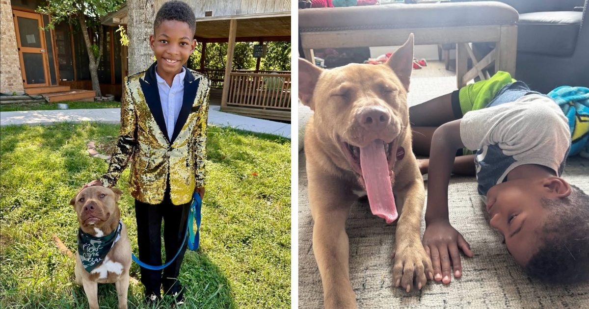 Heartwarming Story of a Dog Who Spent 95 Day in a Shelter and the Boy Who Rescued Him