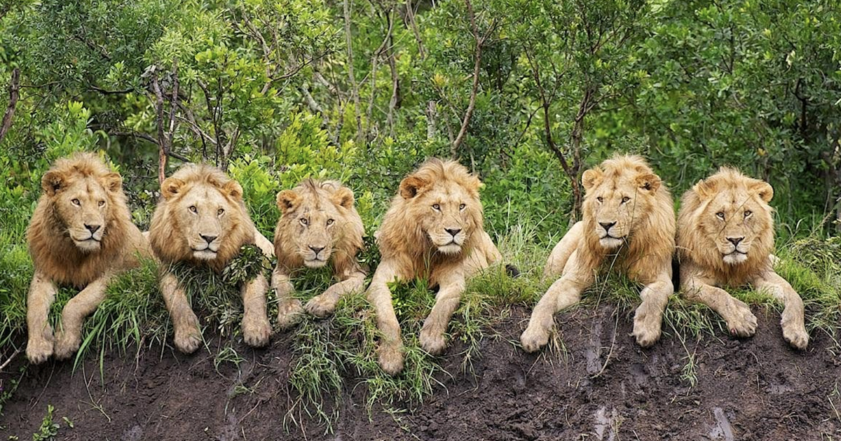The Story Behind the Perfectly Unposed Shot of Six Lions Relaxing Together in Tanzania