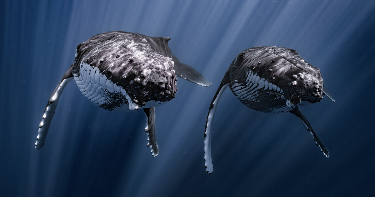 Humpback Whale Duo Swimming Perfectly in Sync Wins 2025 Underwater Photo Contest