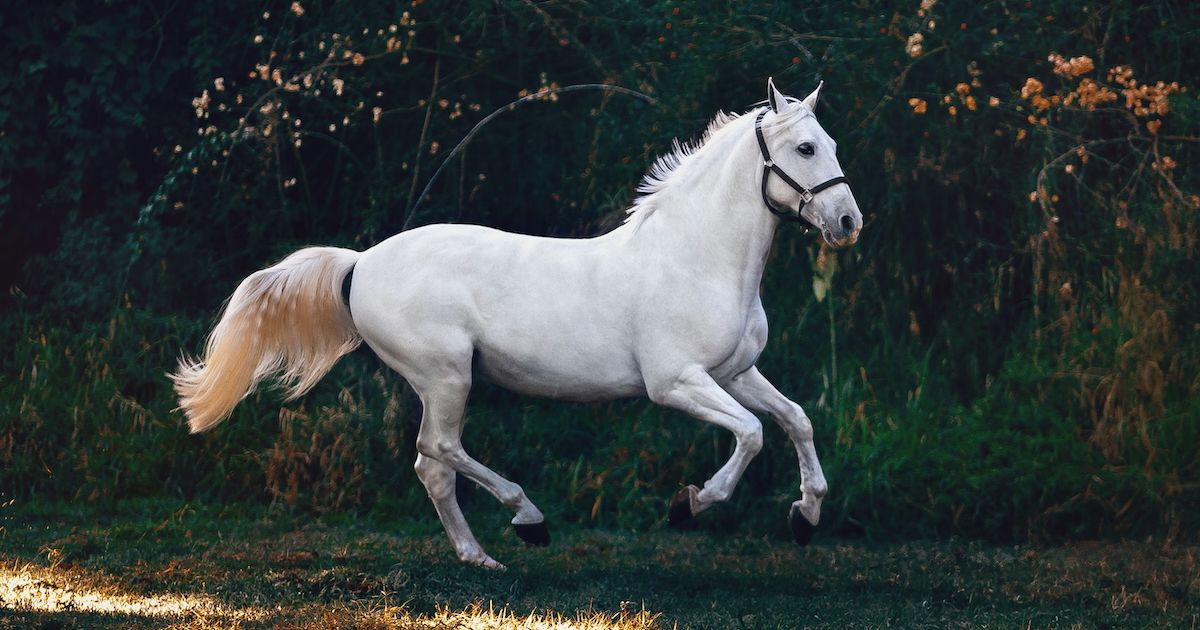 Researchers Discover the Crucial Genetic Mutations That Made Horses Rideable