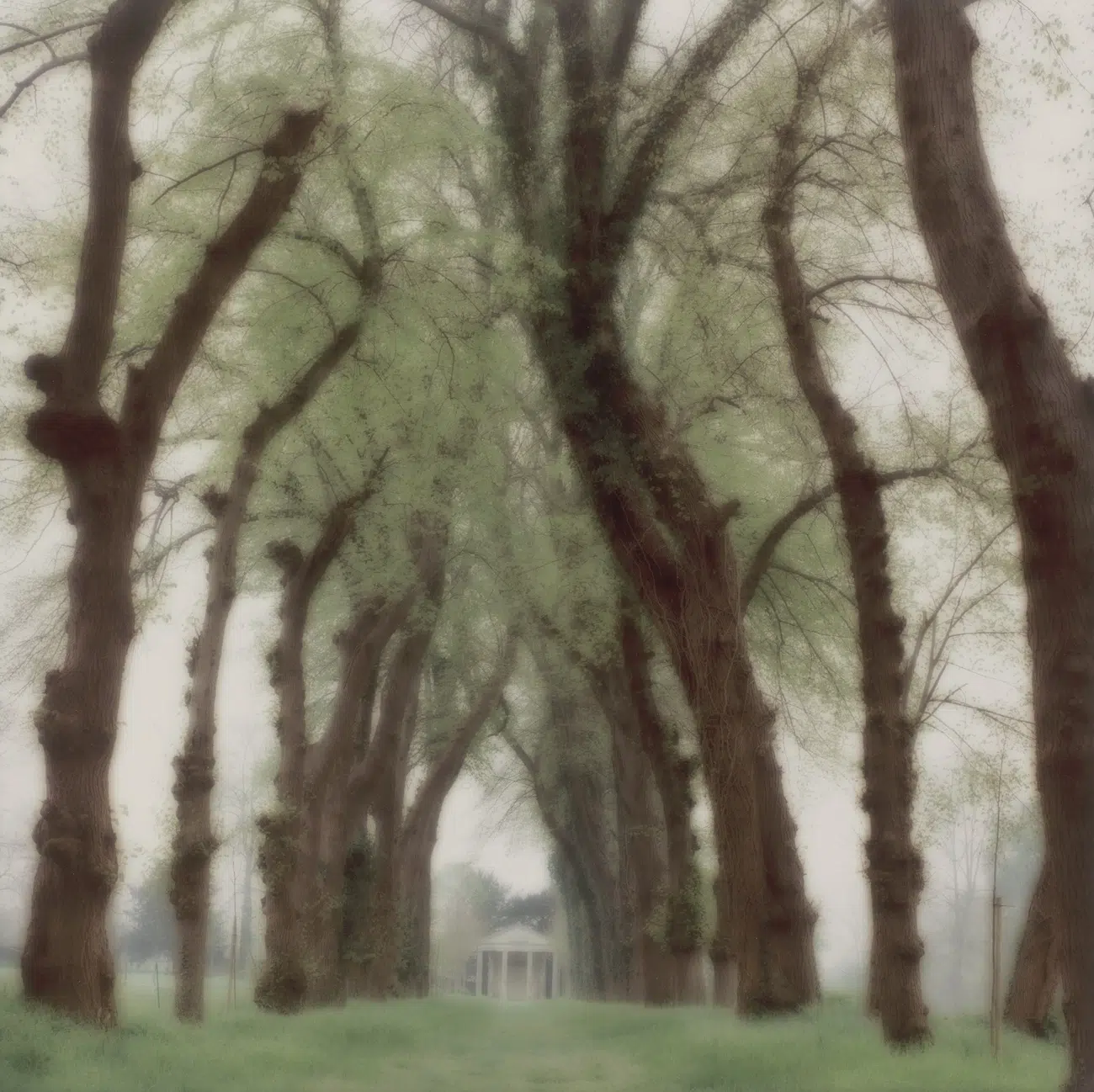 Photograph included in the &lsquo;Lynn Geesaman&rsquo; exhibition at Yancey Richardson Gallery in New York, NY