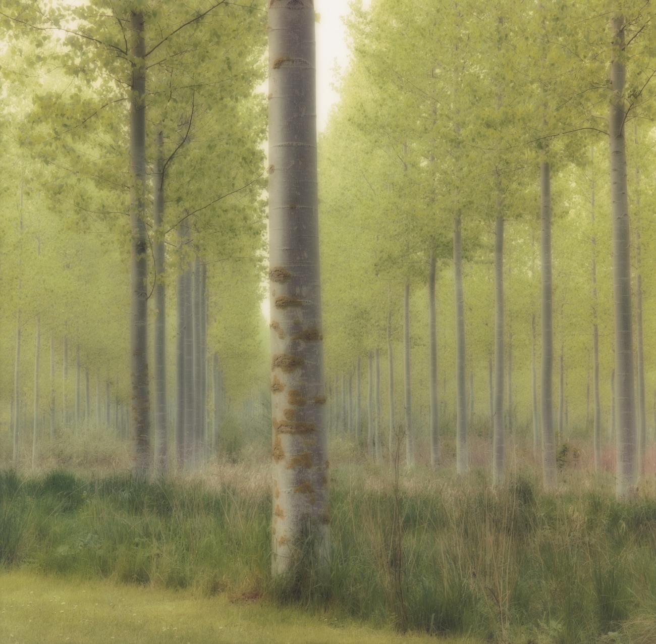 Photograph included in the &lsquo;Lynn Geesaman&rsquo; exhibition at Yancey Richardson Gallery in New York, NY