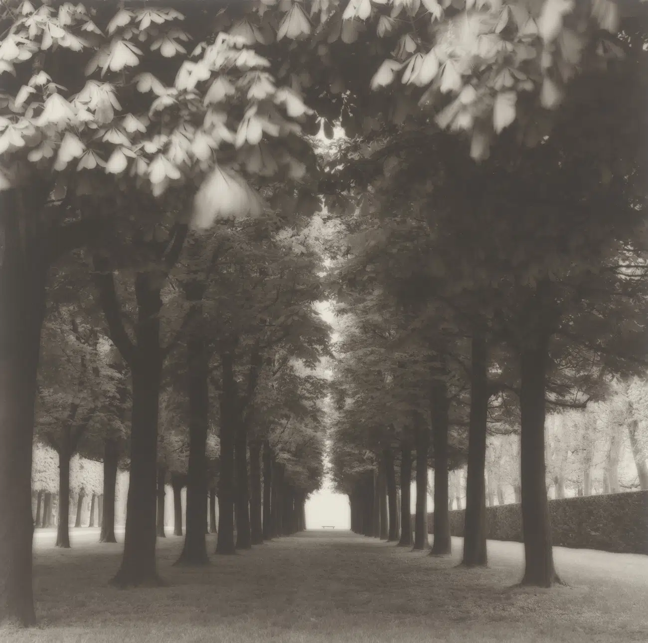 Photograph included in the &lsquo;Lynn Geesaman&rsquo; exhibition at Yancey Richardson Gallery in New York, NY