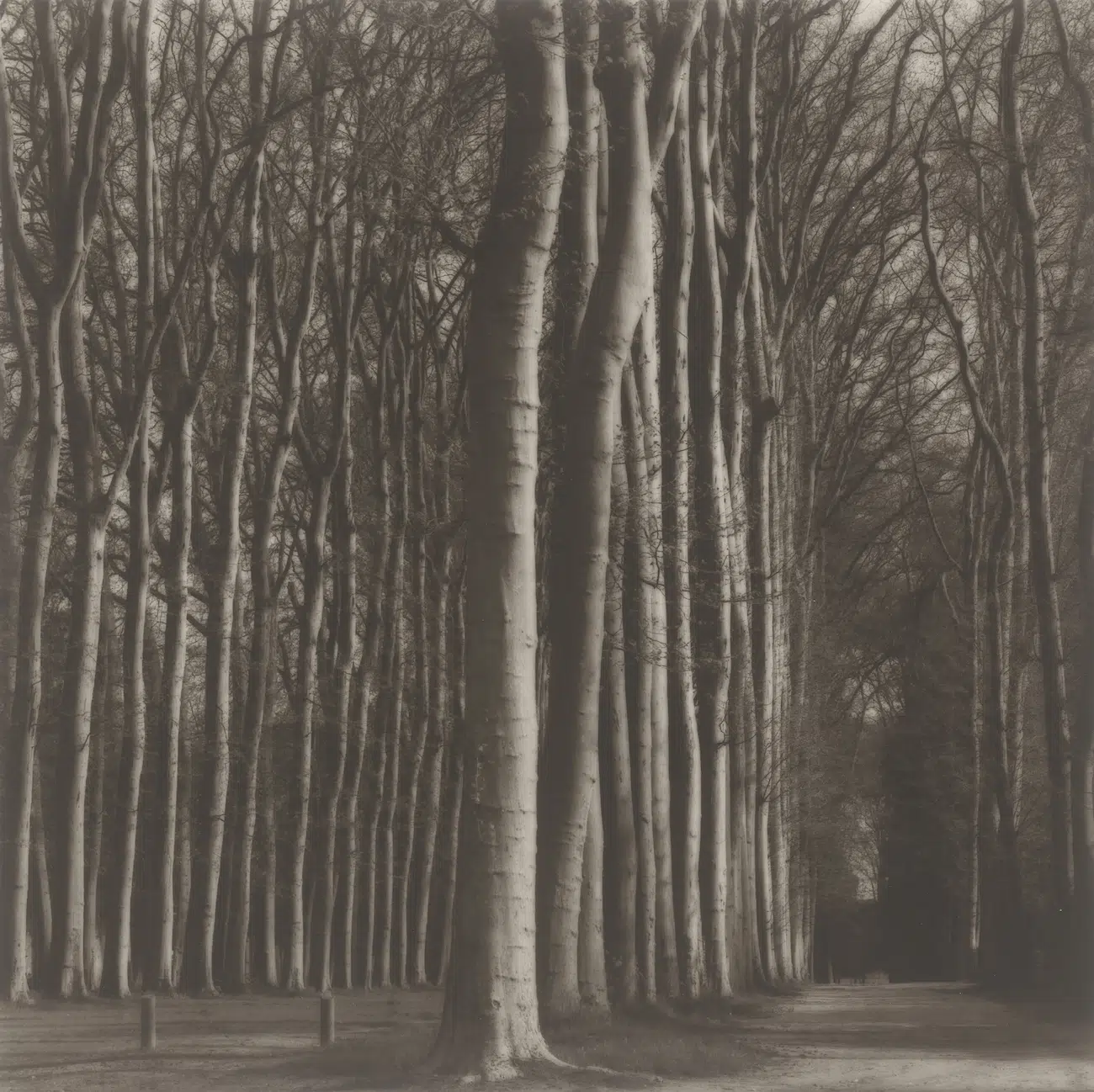 Photograph included in the &lsquo;Lynn Geesaman&rsquo; exhibition at Yancey Richardson Gallery in New York, NY