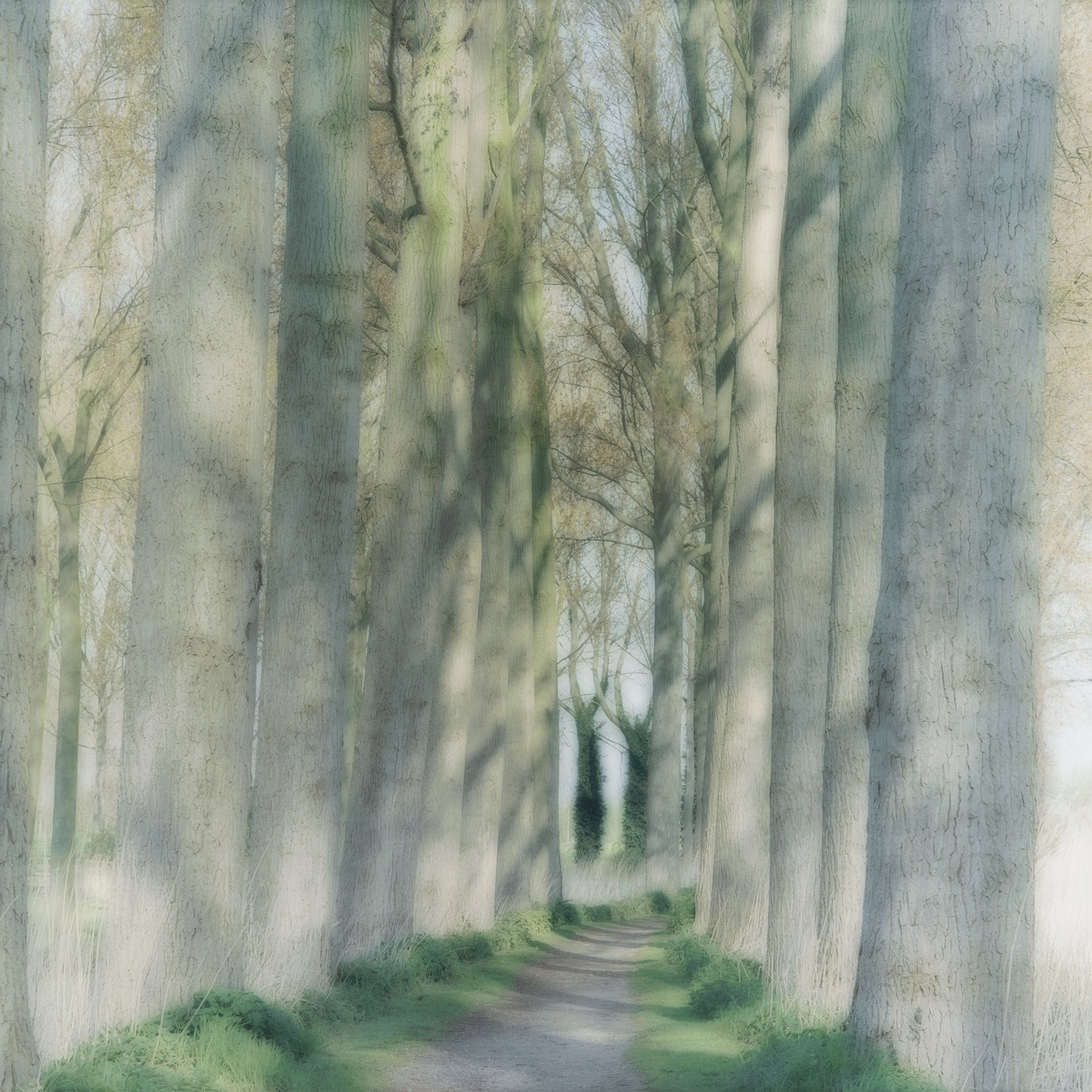 Photograph included in the &lsquo;Lynn Geesaman&rsquo; exhibition at Yancey Richardson Gallery in New York, NY