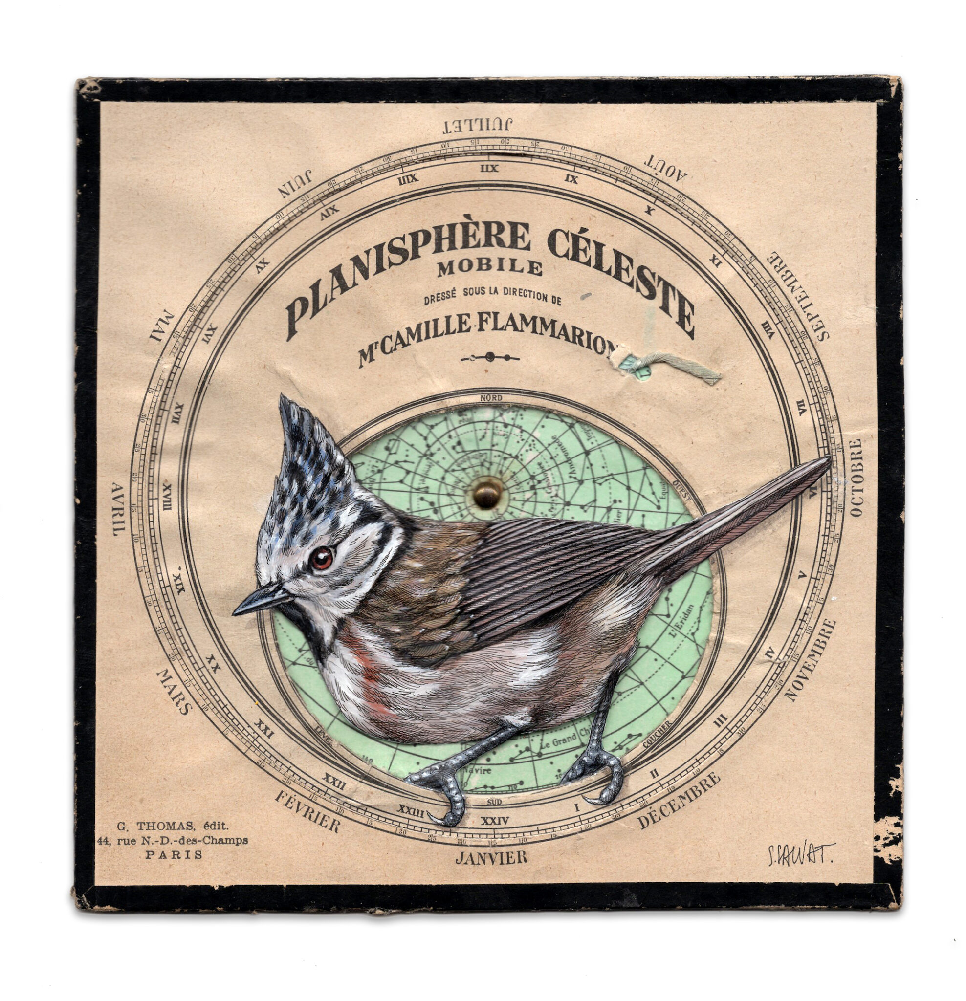 Bird painting on antique navigational tools by artist Steeven Salvat