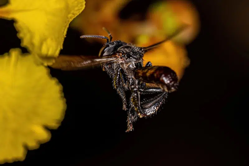 stingless bee in flight